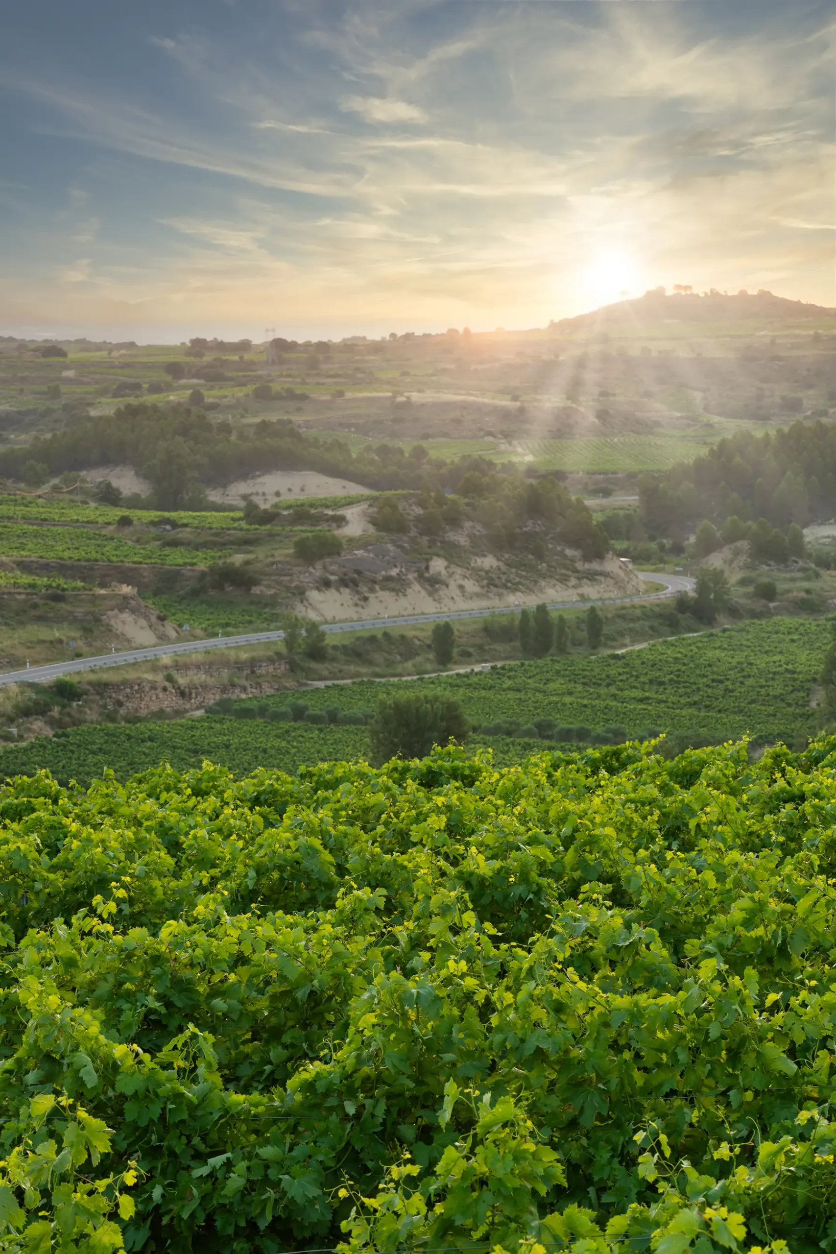Paisaje entorno privilegiado en Baños de Ebro, en el corazón de la Rioja Alavesa
